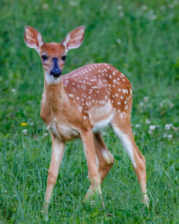 an adorable little deer is in the grass