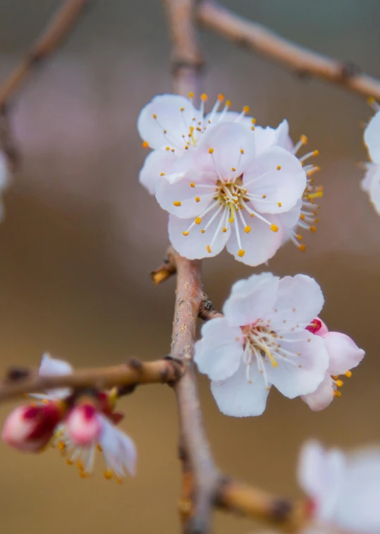 a couple flowers that are on a tree