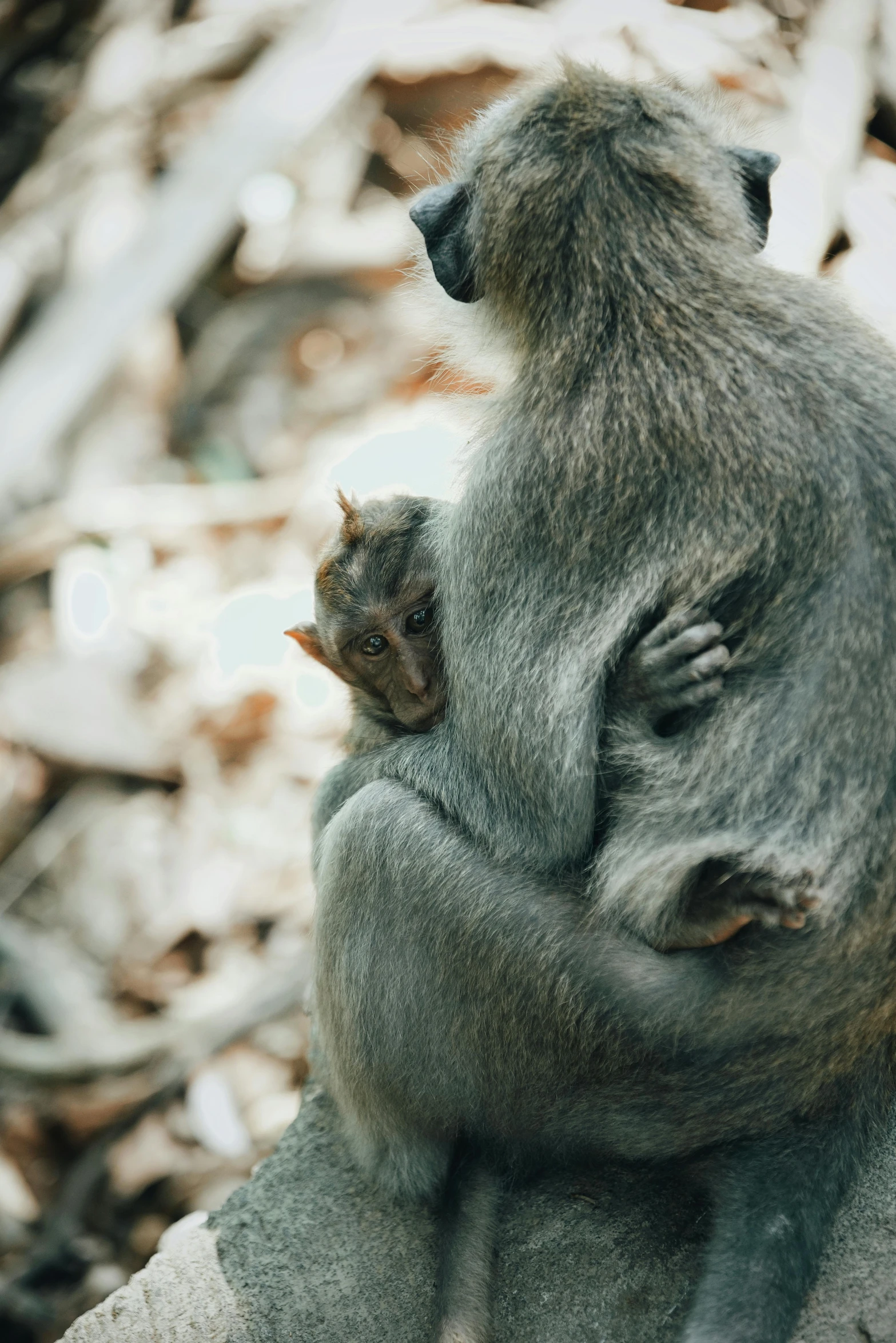 a small monkey holds its baby while on top of some rocks