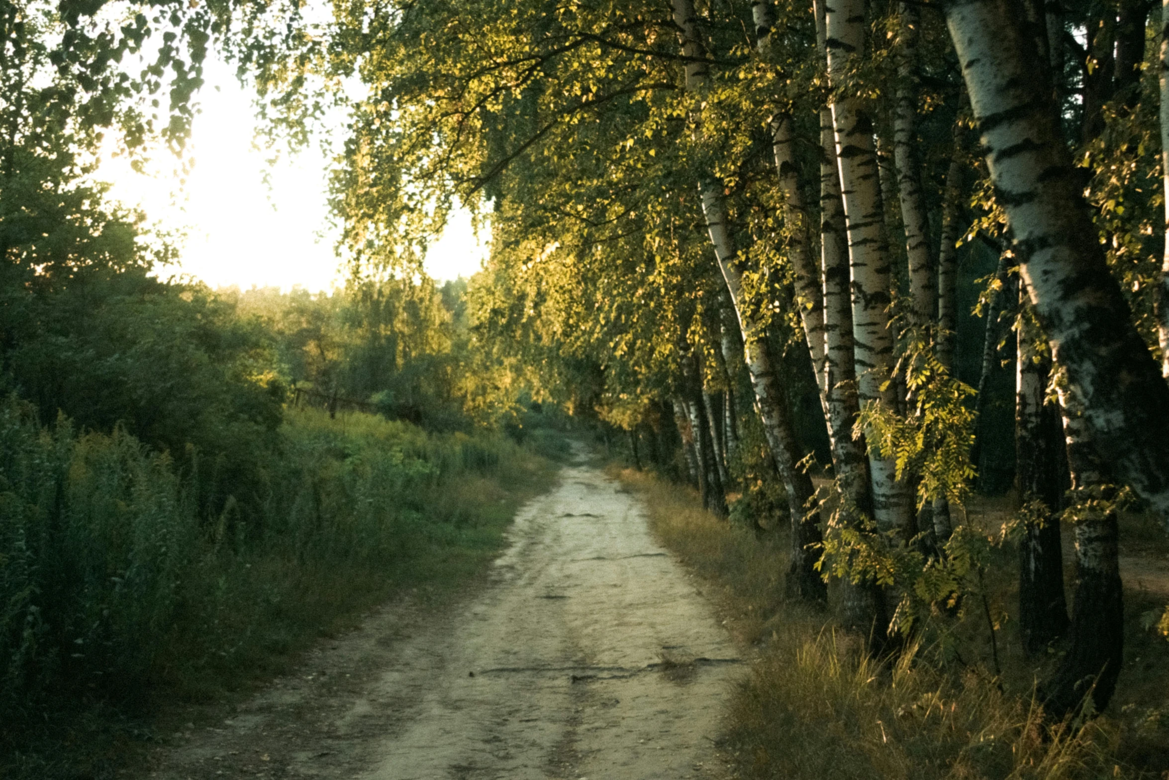 a dirt road that has some trees on either side