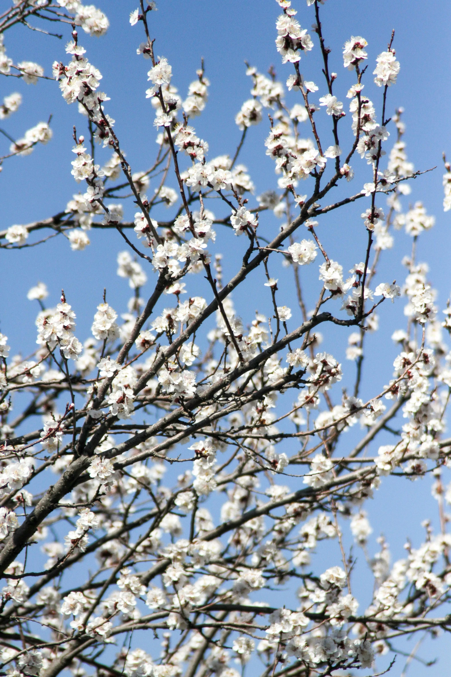 white flowers with long buds on trees