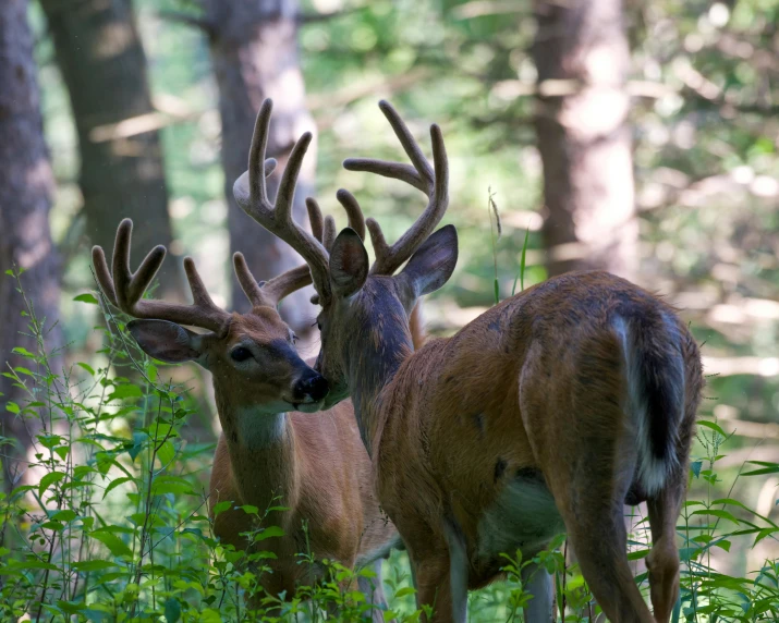 two deer that are standing in the grass