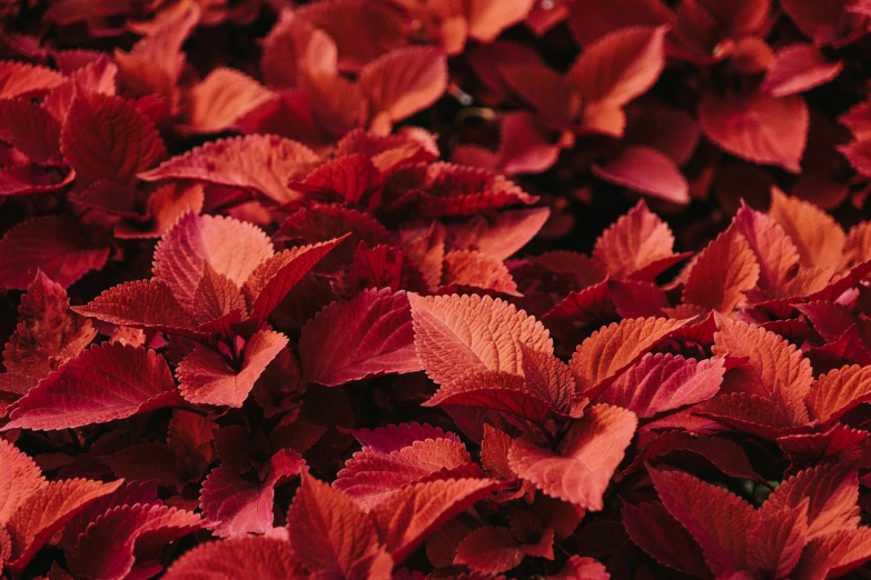 an area with a group of red flowers all covering it