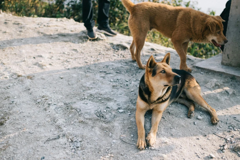 two brown dogs on a hill and one is looking down