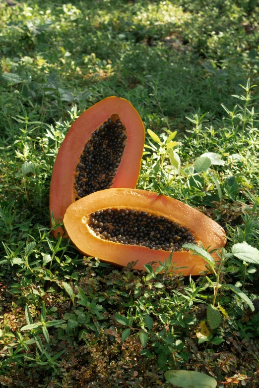 an open papaya with seeds on the ground