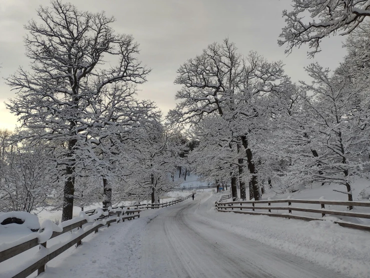 snow - covered trees line the fence along a road