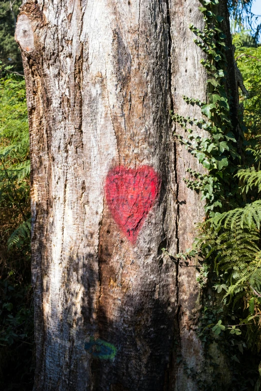 a tree with a heart painted on the bark