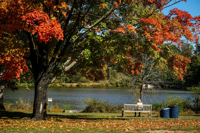 an autumn scene of a park bench and trees