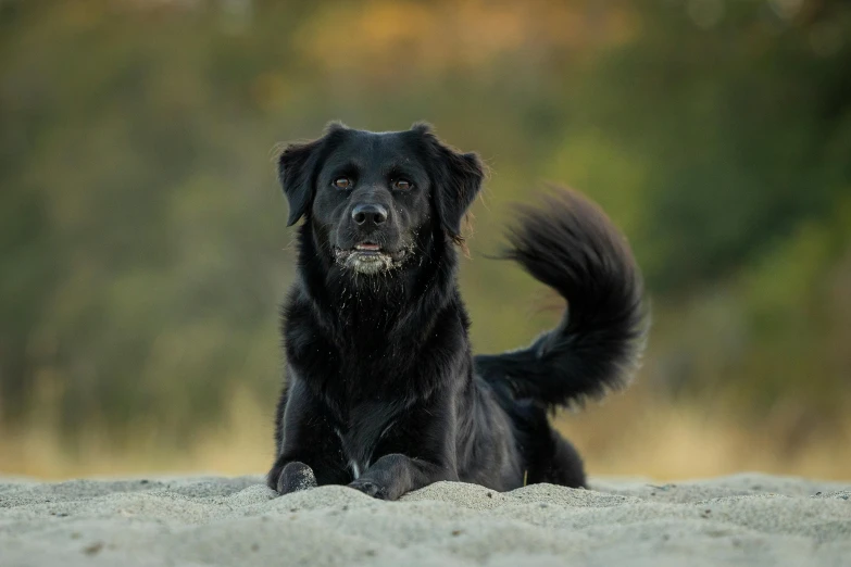 a large black dog laying on top of a sandy beach