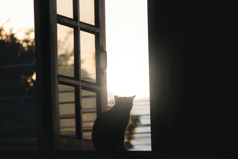 a cat sitting in a window on top of a wooden deck