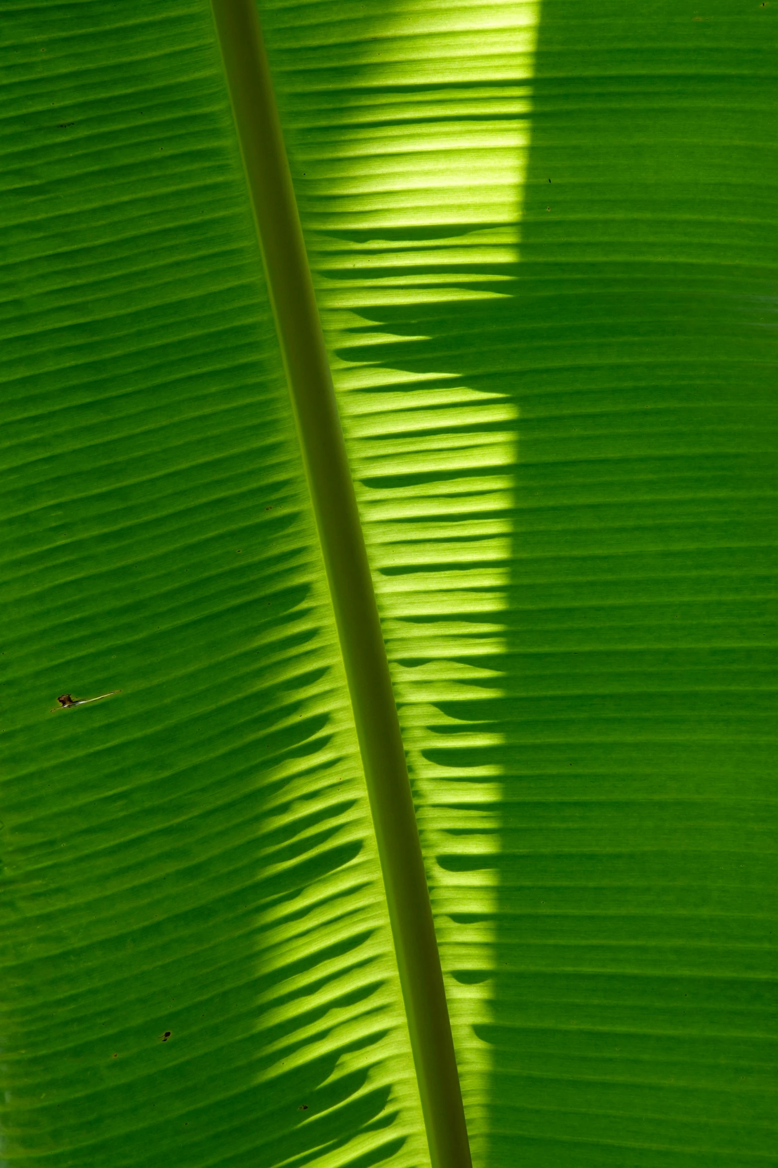 the side of a large green banana leaf