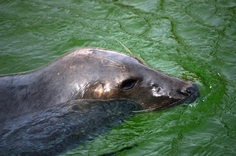 an animal swims through green water in an enclosure