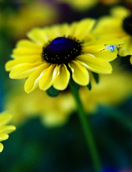 the close up po shows some bright yellow flowers