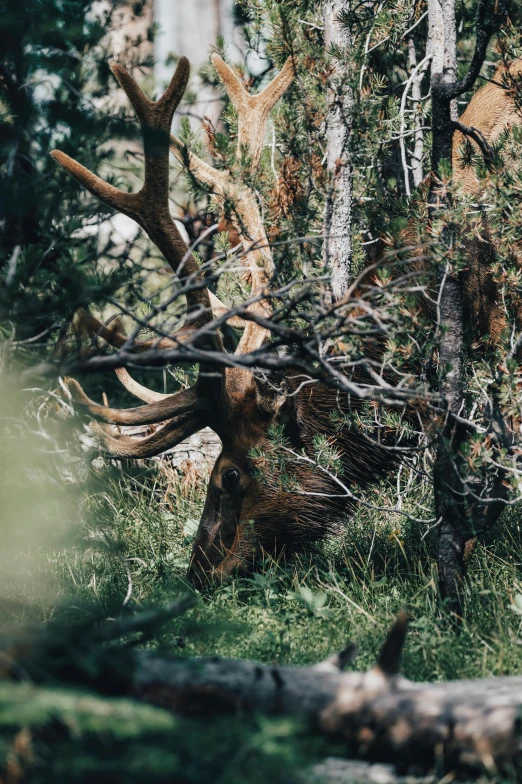 there is a elk that was resting in the woods