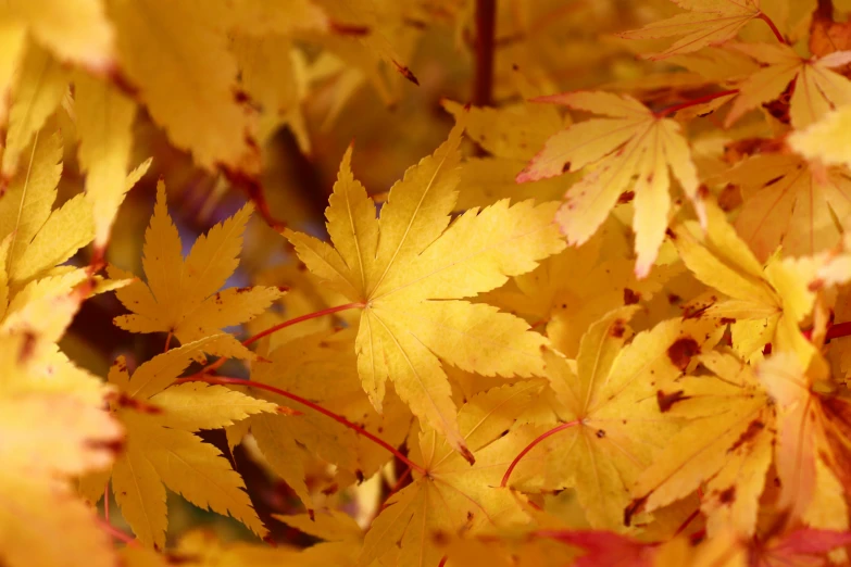 bright yellow leaves are in this very pretty po