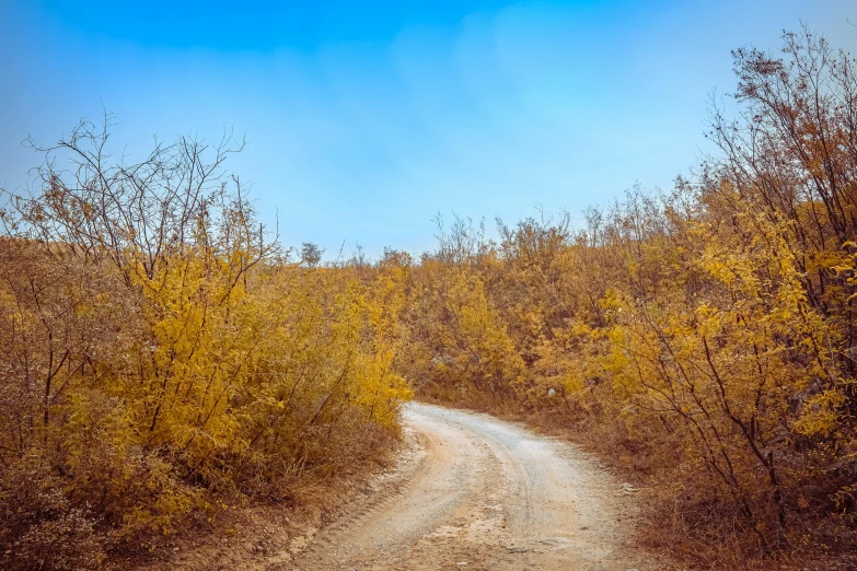 a dirt road and bushes with trees