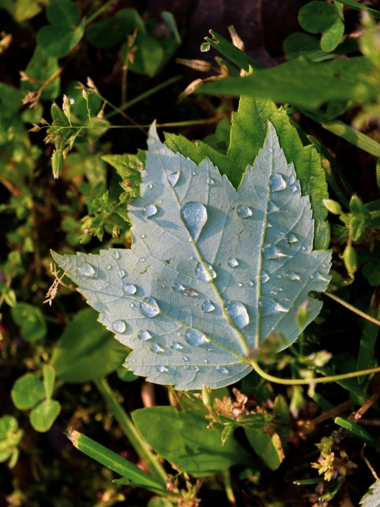 a leaf that is sitting on some grass