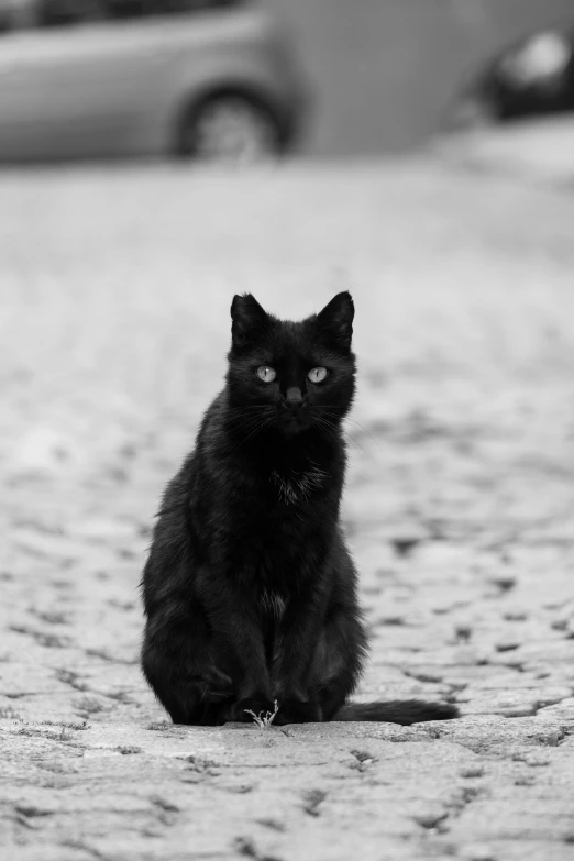 a black cat sits on the street looking straight ahead