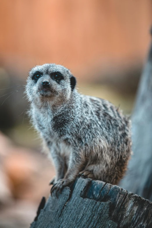 a small animal with long fur standing on top of a tree stump