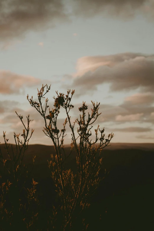 a small bush is silhouetted against a cloudy sky