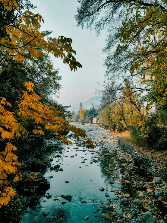 a small stream in a park with some trees