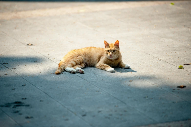 a cat laying on the ground next to it's shadow