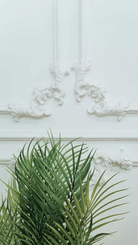 some very large green plant next to white walls