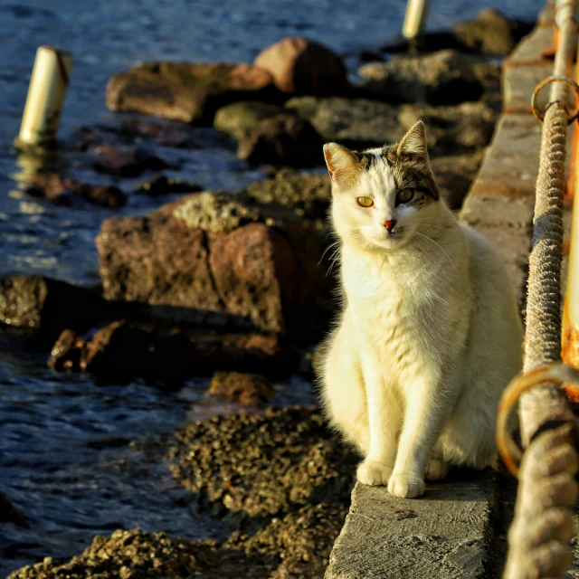 a white cat sitting on a metal railing