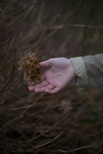 a person holds his hand out toward a piece of grass