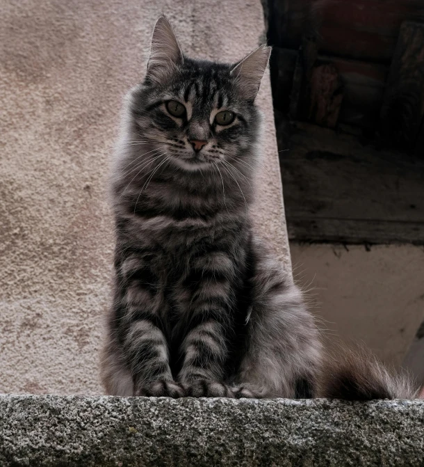 a gray cat sitting in front of a wall