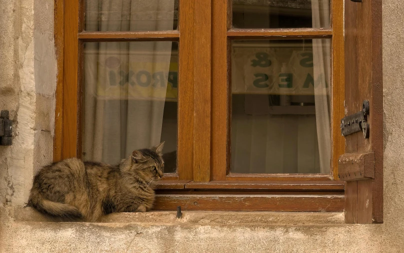 a cat laying down next to a window