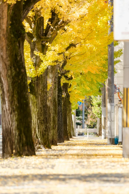 row of trees with yellow leaves in city