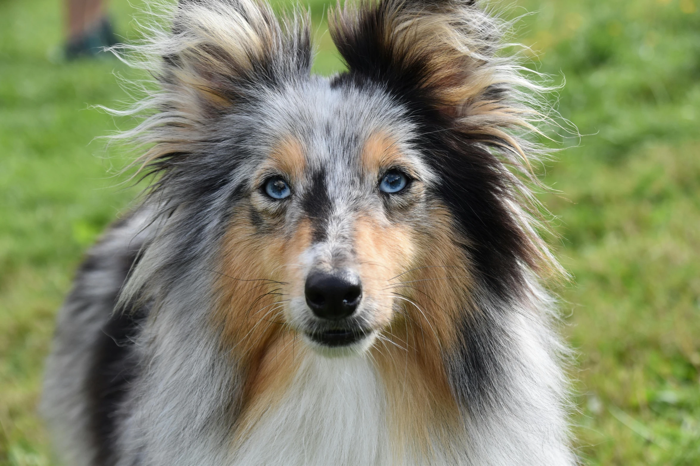 a gy dog looks to be happy with his blue eyes