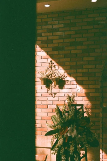 a green plant next to some plants and a brick wall