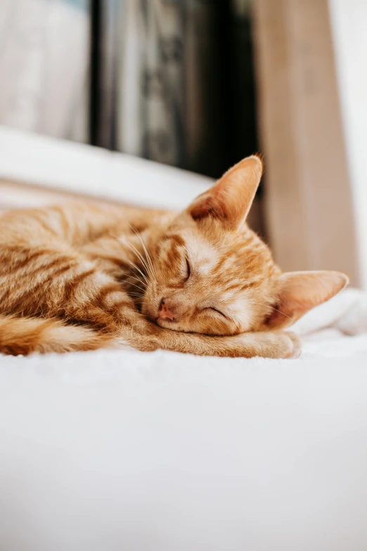 a close up of a cat lying on the bed