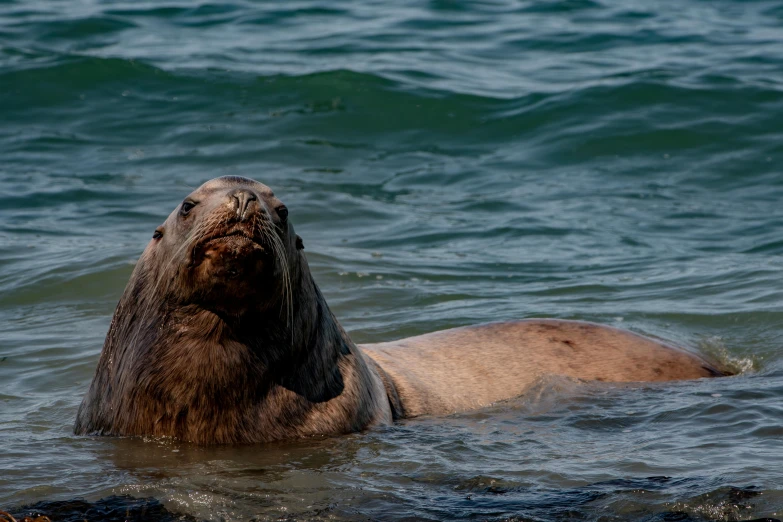 a large animal floating in some water by itself