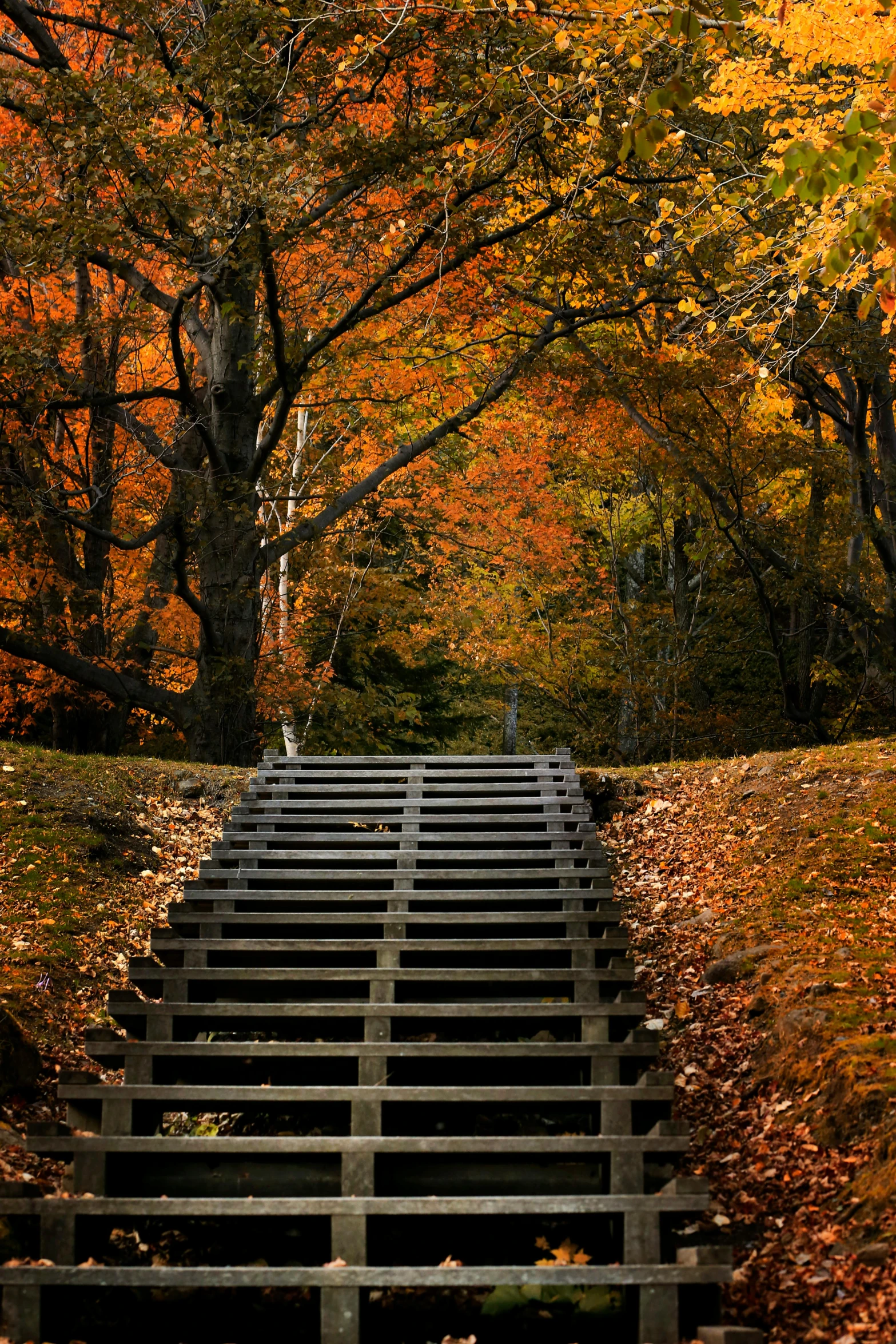 a set of stairs made out of wood surrounded by trees