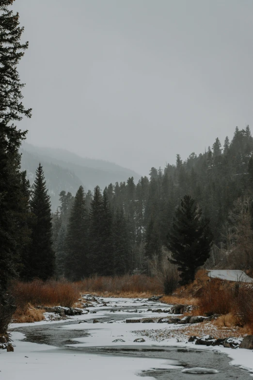 a road in a pine forest on a snowy day