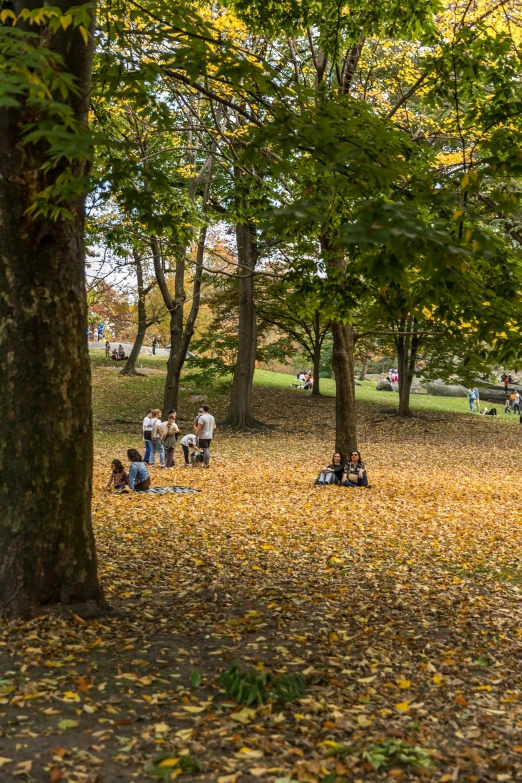 an autumny scene in a park with trees and people on the ground