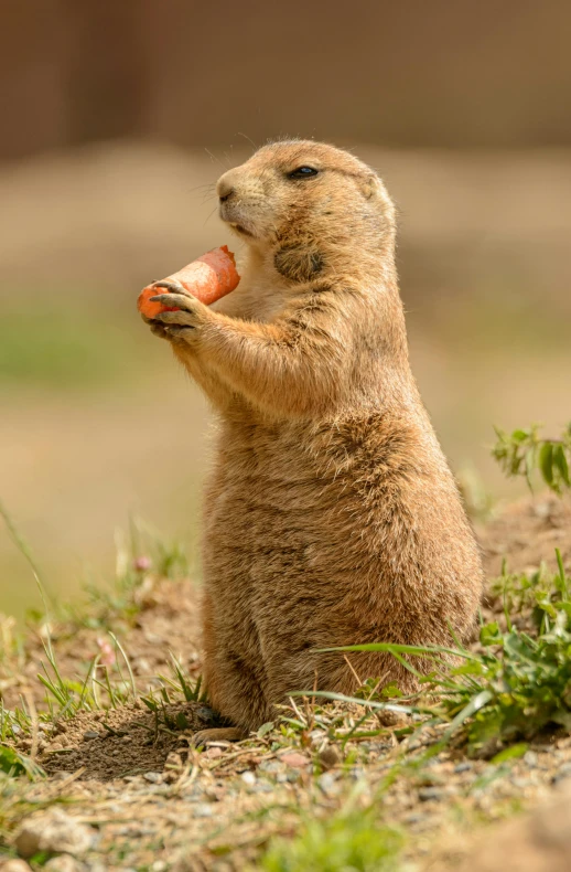 a small rodent eating a piece of carrot