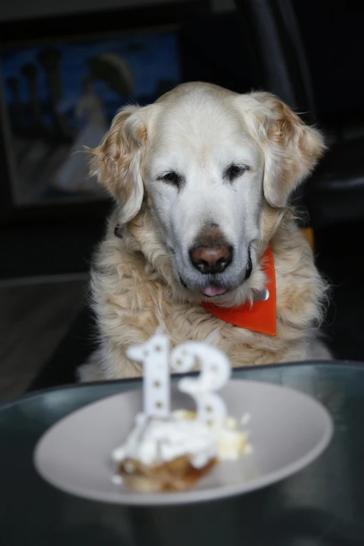 the dog is panting next to a birthday cake