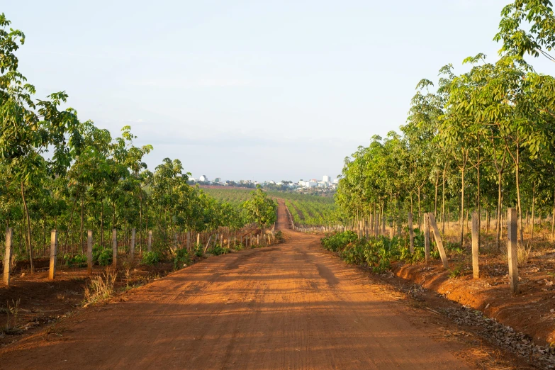 a dirt road surrounded by trees next to a field