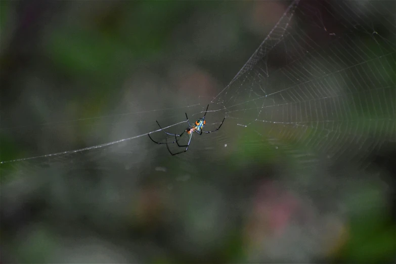 a spider weaving through a web of web