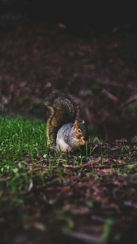 a small squirrel running through a patch of green grass