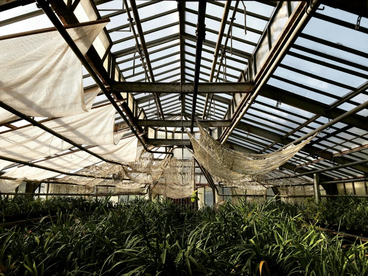 a green house filled with lots of plants