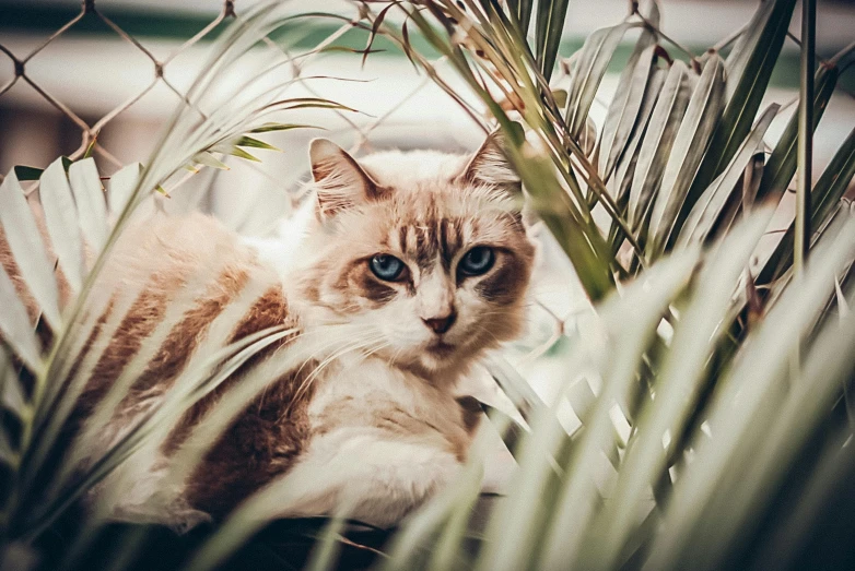 a cat that is sitting down by some plants