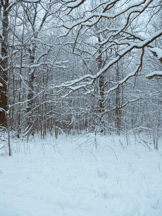 the person is walking through the snow covered trees