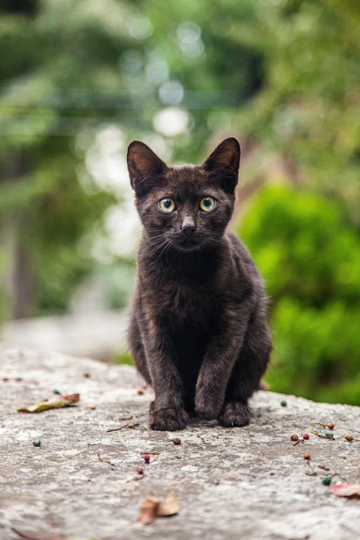 a black cat sitting on top of a stone