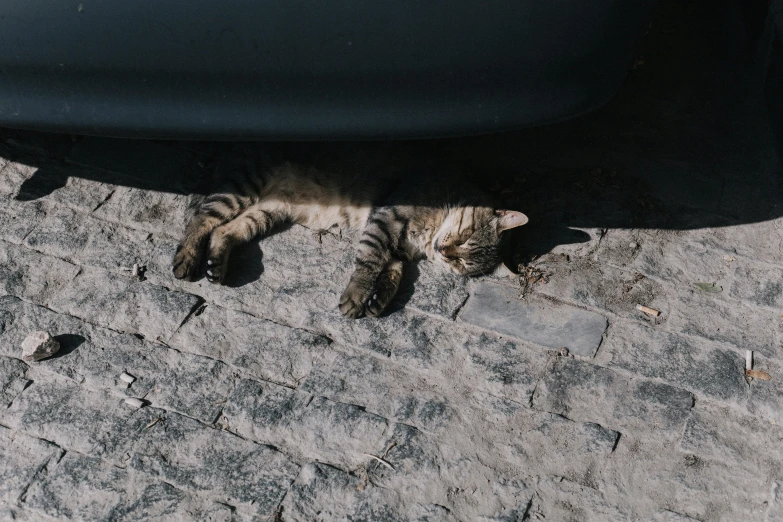 a grey kitten rolling around under a black vehicle