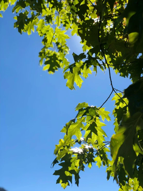 green leaves on the nches and sky as background